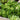 Organic Herbs