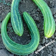 Organic Suyo Long Cucumber Seeds