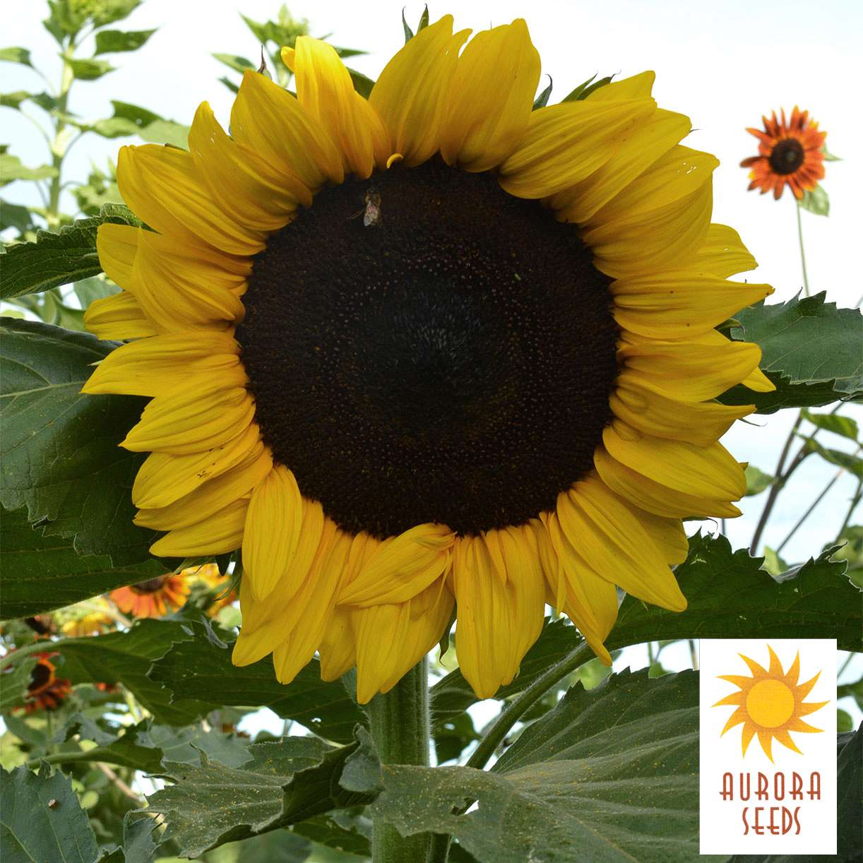 Sunflower - Dwarf Sunspot (Holistic) – SeedsbyDesign.com