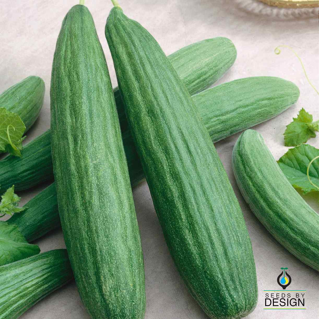 Cucumber Armenian Dark Green SeedsbyDesign cucumber-armenian-dark-green-seedsbydesign