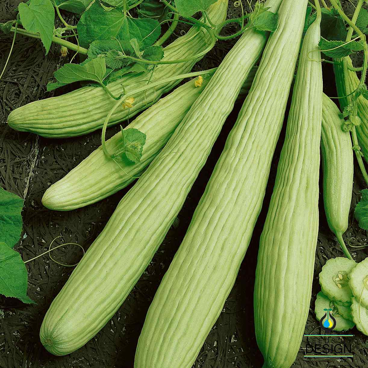 Cucumber Armenian Pale Green SeedsbyDesign cucumber-armenian-pale-green-seedsbydesign
