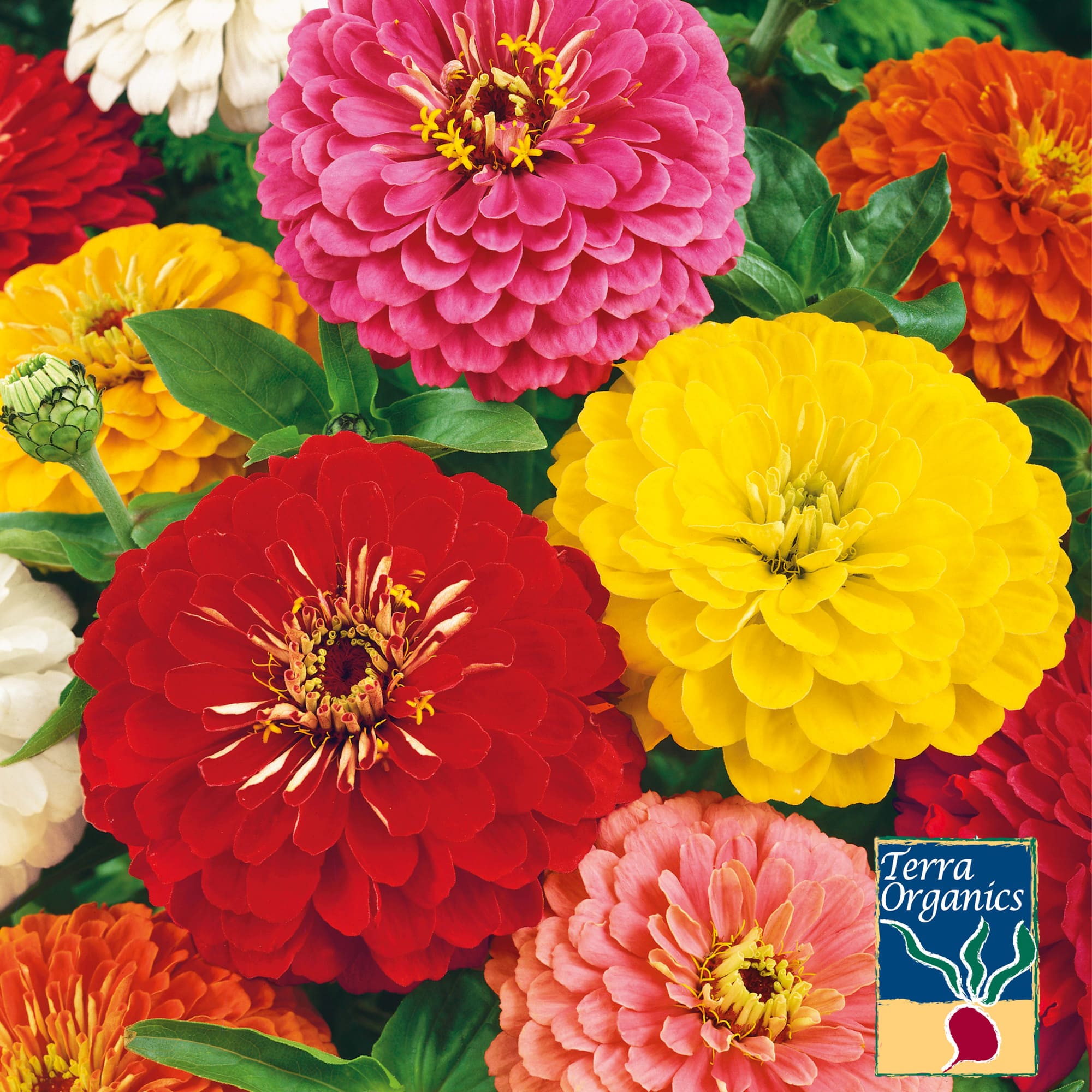 Extraordinary Cut And Come Again Zinnias Images