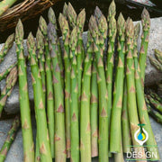 uc 157 f1 asparagus