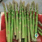 Asparagus Garden Seeds - UC 72