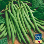 Organic Provider Bush Beans Seeds