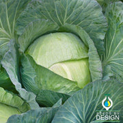 All Seasons Cabbage Seeds