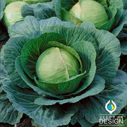 Cabbage - Danish Ballhead Garden Seed