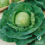 Cabbage Seeds - Green Express