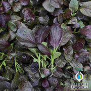 Cabbage Seeds - Pak Choi - Purple Gem - Hybrid