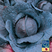 Cabbage Seeds - Red Acre (Organic)