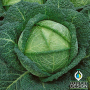 Cabbage Savoy Perfection Vegetable Seed