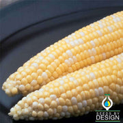 Corn (se) - Ambrosia Hybrid garden Seed