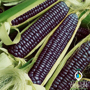 Corn - Ornamental - Blue Hopi Garden Seed