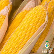 Corn (su) - Early Sunglow Hybrid treated Garden Seed