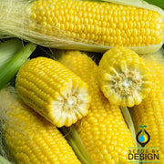 Corn (op) - Golden Bantam Garden and Microgreen seed