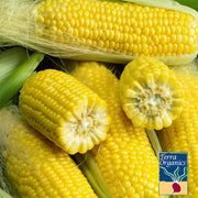 Organic Golden Bantam Improved Corn Seeds