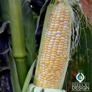 Corn syn Providence Hybrid Seed