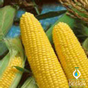 Corn su Jubilee Hybrid Seed