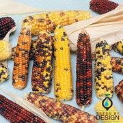 Corn Seeds - Ornamental - Wampum