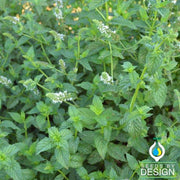 Peppermint Herb Seed