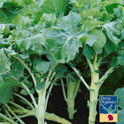 Organic Dwarf Siberian Kale Seeds