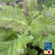 Lettuce Seeds, Leaf - Prizehead - Organic