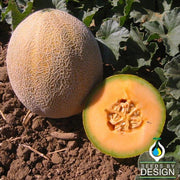 Melon Cantaloupe Edisto 47 Seed