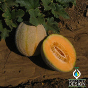 Melon Cantaloupe Imperial 45 Seed