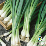 White Lisbon Onion Seeds - Non-GMO