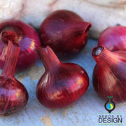 Red Cipollini Onion Seeds - Non-GMO