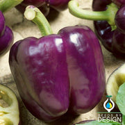 Sweet Pepper - Purple Beauty
