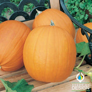 Pumpkin Jack O Lantern Seed