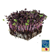 Radish - Sango Purple (Organic) - Microgreens Seeds