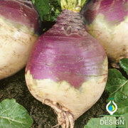 Rutabaga - American Purple Top - Microgreens Seeds