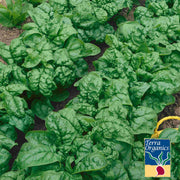 Organic Spinach Bloomsdale Long Standing Seed