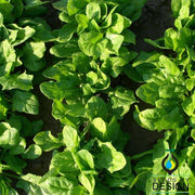 Spinach Early Hybrid no 7