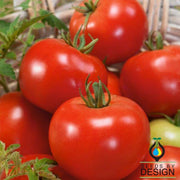 Tomato Seeds - Red Russian