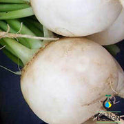 Shogoin Turnip Seeds - Non-GMO