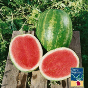 Organic Triple Crown Watermelon Seeds