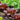 Organic Seed Varieties