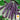 Bean - Dow Purple Pod (Holistic)