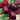 Beet - Detroit Dark Red (Holistic)