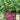 Beet - Early Wonder Tall Top (Holistic)