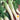 Carrot - Lunar White (Holistic)