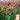 Cover Crop - Crimson Clover (Holistic)