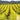 Cover Crop - Mustard Farmer's Friend (Holistic)