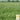 Cover Crop - Pea Speckled (Holistic)