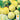 Cucumber - Lemon (Holistic)
