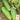 Cucumber - Poinsett 76 (Holistic)