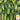 Cucumber - Sumter (Holistic)